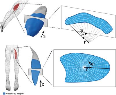 Three-dimensional mapping of ultrasound-derived skeletal muscle shear wave velocity